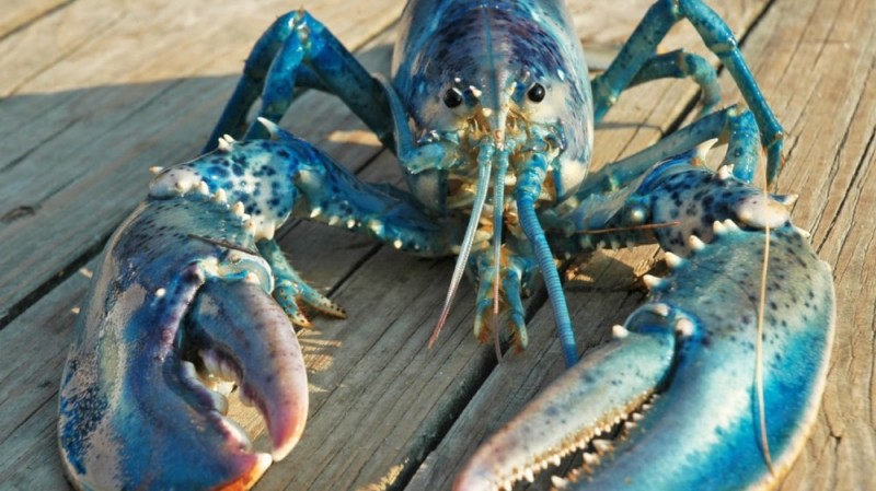 Create meme: blue lobster, blue lobster, american lobster (lobster)