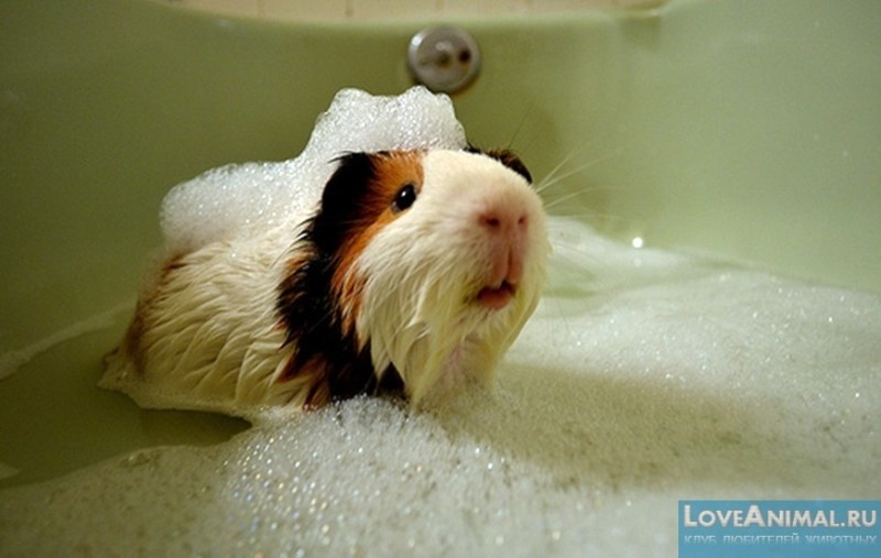 Create meme: guinea pig nose, Guinea pig , Guinea pig bathing
