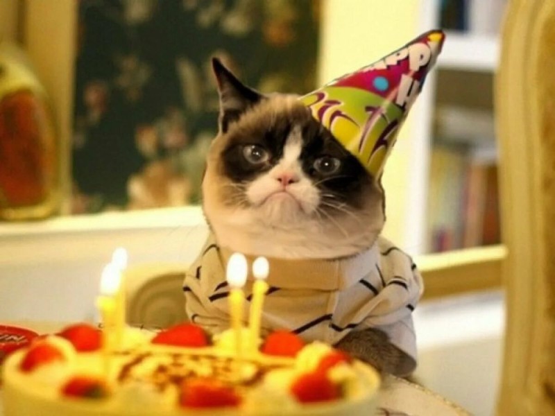 Создать мем: кот с тортиком, день рождения, кот с тортом