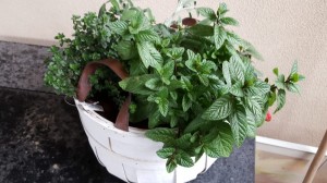Create meme: mint in a basket, mint, houseplant