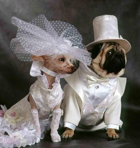 Создать мем: собачка женит двух собачек, одежда для животных, свадебный костюм для собаки