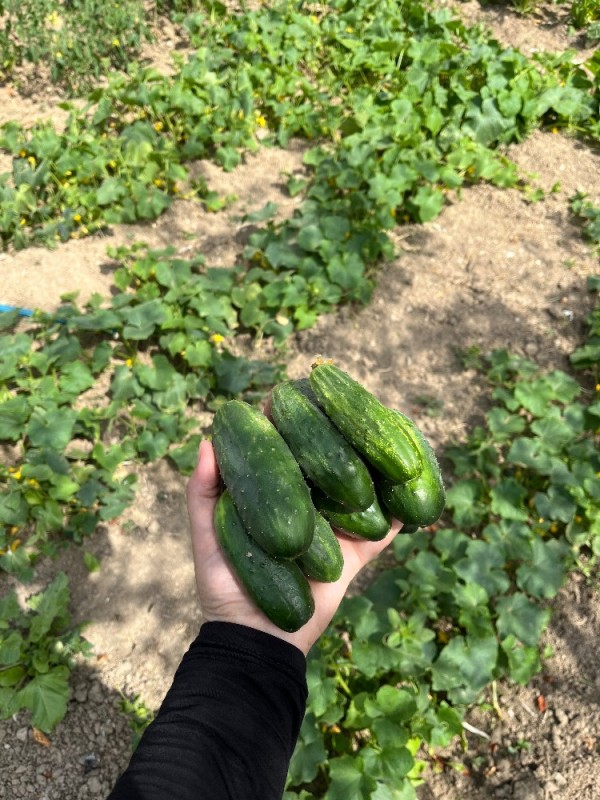 Create meme: cucumbers are a variety, cucumber variety severin, the variety of cucumbers athos