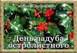 Создать мем: илекс падуб остролистный, падуб остролистный кустарник, падуб