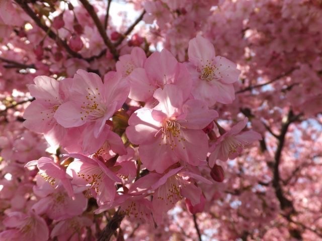 Create meme: Cherry cherry, cherry blossoms , wild cherry sakura