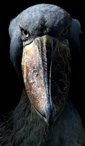 Create meme: the shoebill evil, the bird's beak, the shoebill Heron Royal