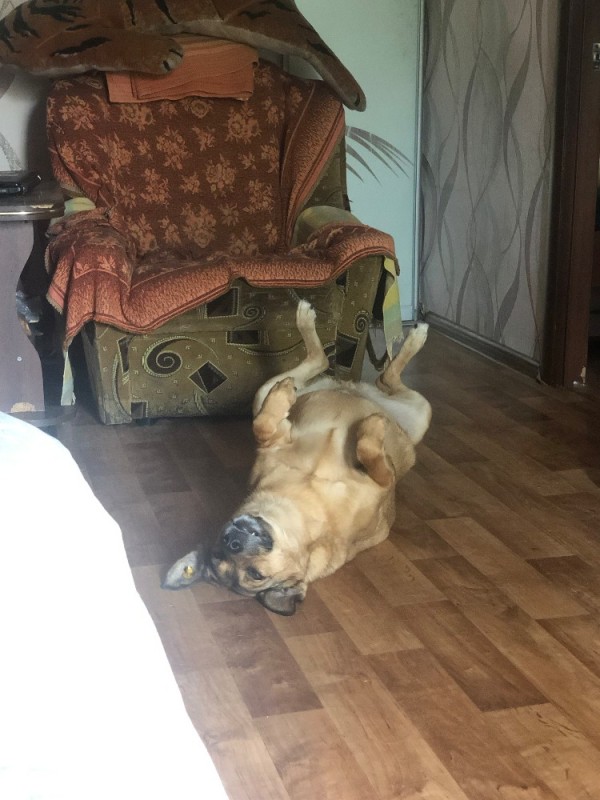 Create meme: dog , tired dog, labrador male