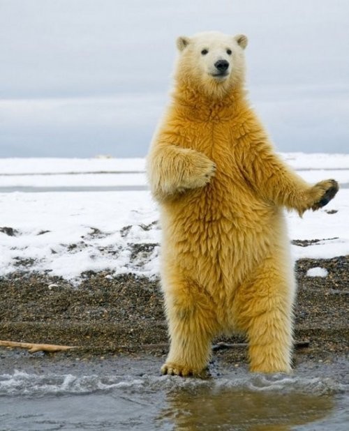 Создать мем: полярный медведь, танцующий медведь, белый медведь смешной