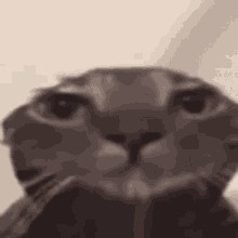 Создать мем: мокрый кот смотрит в камеру, мокрый кот, not to disappear