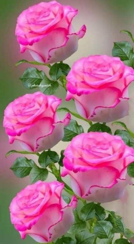 Create meme: flowers beautiful roses, beautiful roses , flowers pink roses
