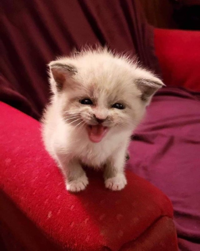 Create meme: the kitten is cheerful, cute kitten, cute kitten