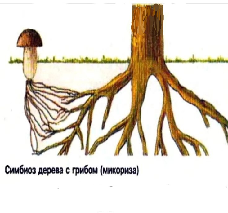 Создать мем: микориза у грибов, микориз, симбиоз гриба и дерева