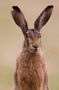 Создать мем: животные заяц, заяц, brown hare