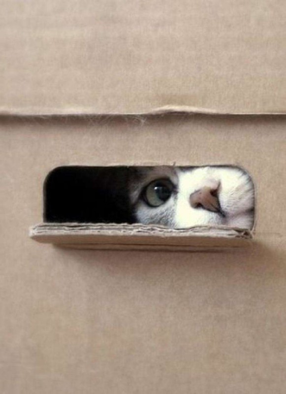 Создать мем: кот в коробке, любопытный кот, любопытный котик