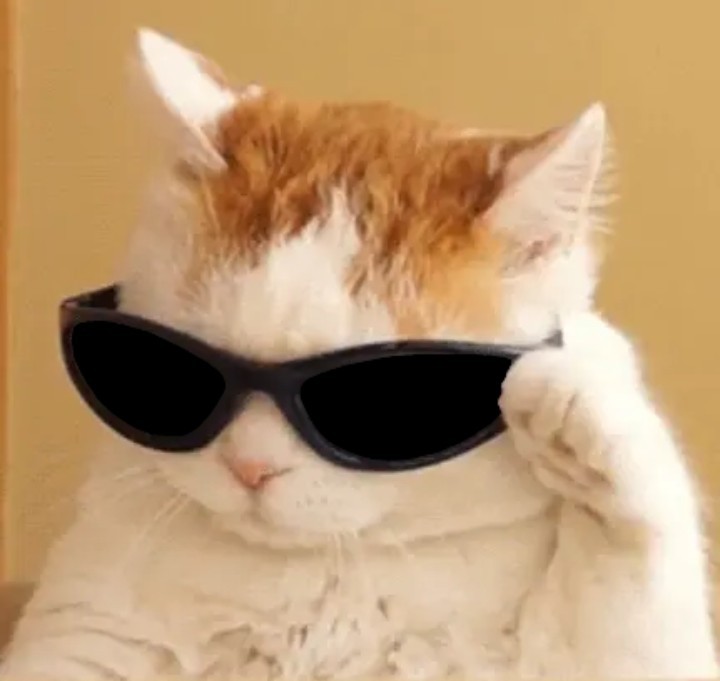 Create meme: cat in glasses meme, cat in glasses , cat with glasses meme