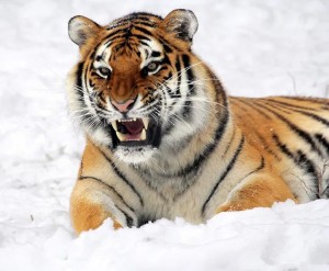 Create meme: tiger, the center of the Amur tiger, snow tiger