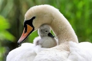 Create meme: swan, pictures of maternal love and care of birds, caring for offspring in birds photos