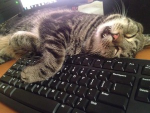Создать мем: коты на клавиатуре, кот на клавиатуре, уставший котик