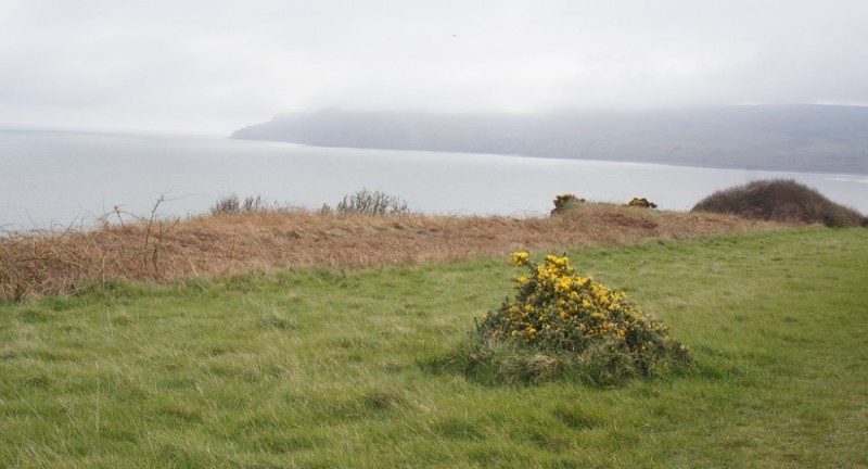 Create meme: plant , gorse, Flinders Island