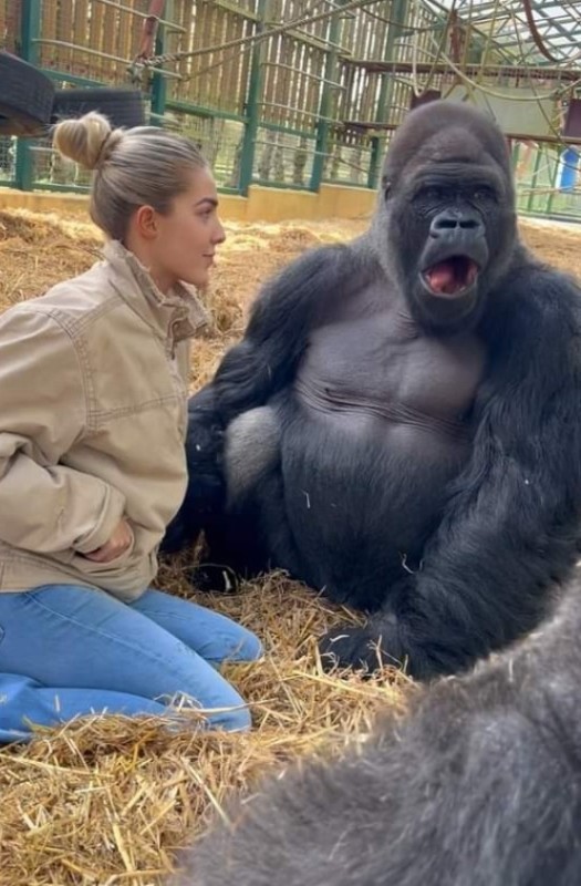Создать мем: горилла самец, самая большая горилла, большая горилла