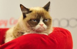 Create meme: cat is grumpy, grumpy cat, unhappy cat