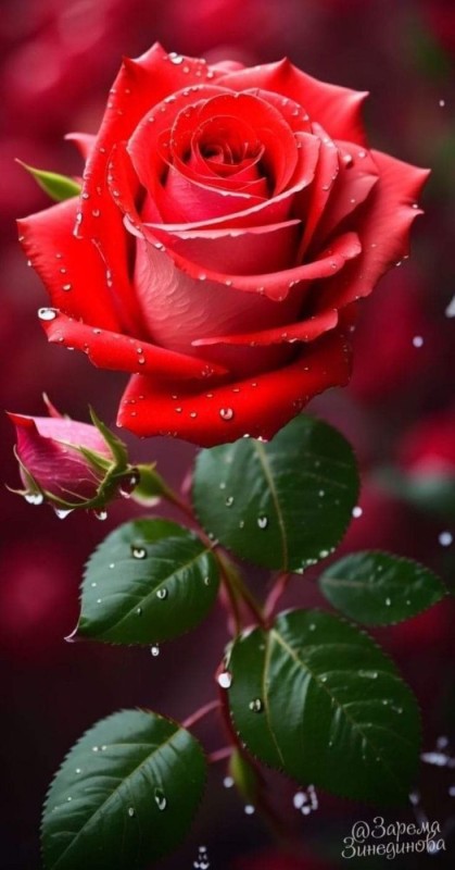 Create meme: the flowers are beautiful, gorgeous roses, red roses 