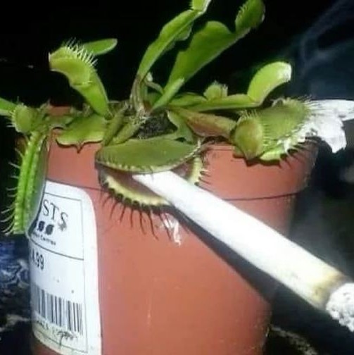 Create meme: Venus flytrap, plant venus flycatcher, Venus flycatcher with a cigarette