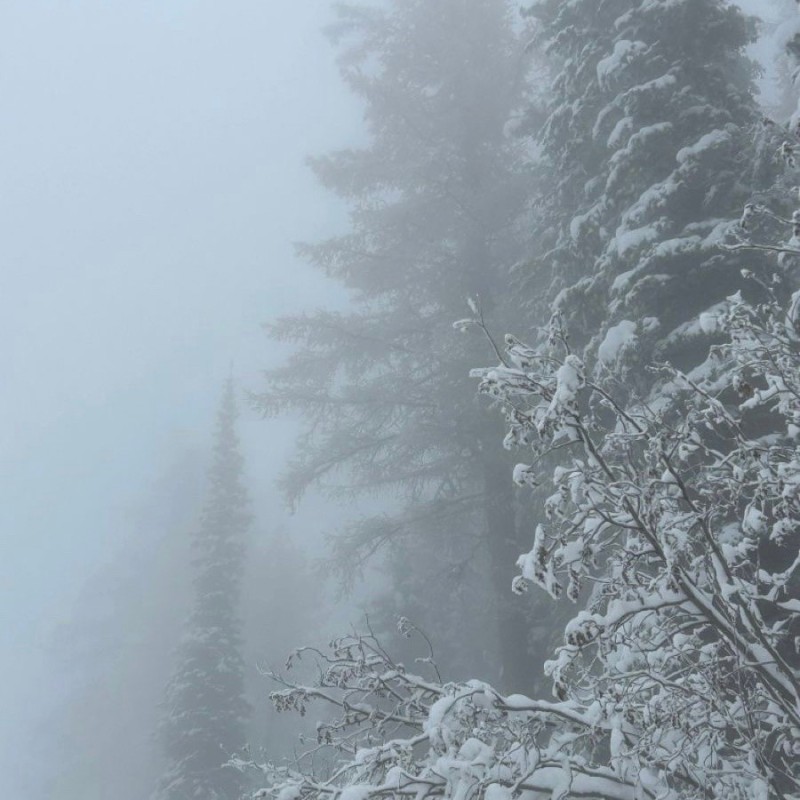 Создать мем: природа, зима туман, заснеженный лес