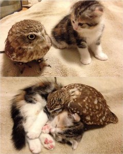 Create meme: friendship owl and cat pictures, kitten and owl, the owlet Fukui and kitty marimo