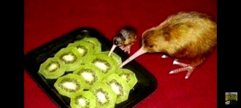 Create meme: kiwi bird fruit, kiwi-kiwi bird, kiwi bird eats kiwi