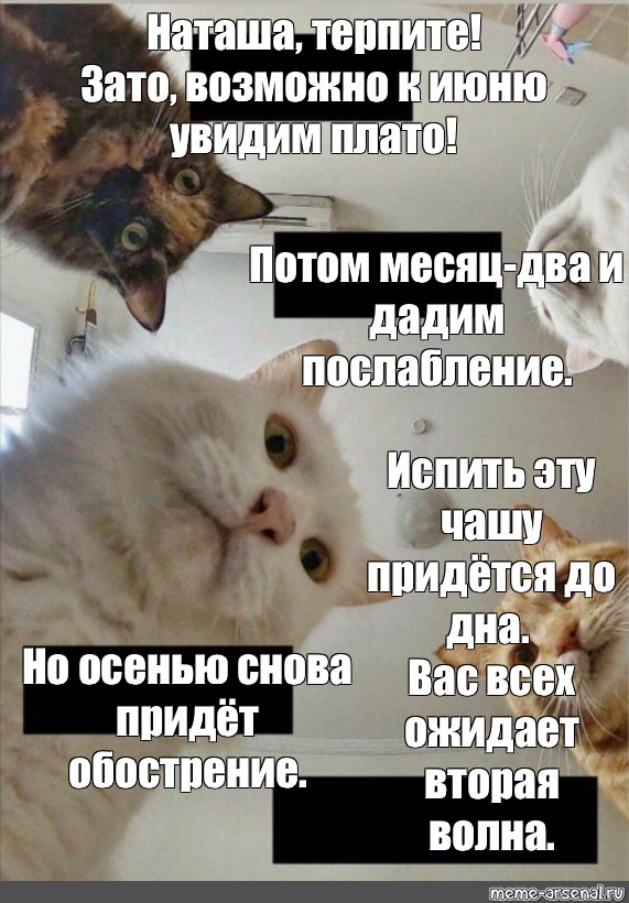 Наташа котики картинки