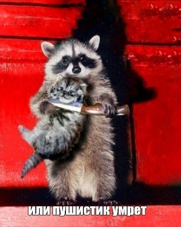 Create meme: a raccoon with a knife, raccoon gargle , the raccoon is small