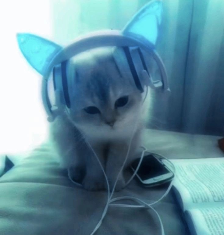 Create meme: headphones cat, headphones cats, cat with headphones