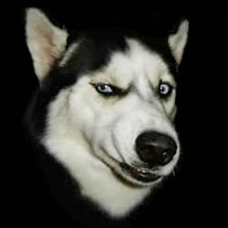 Create meme: face husky, dog husky, the husky breed