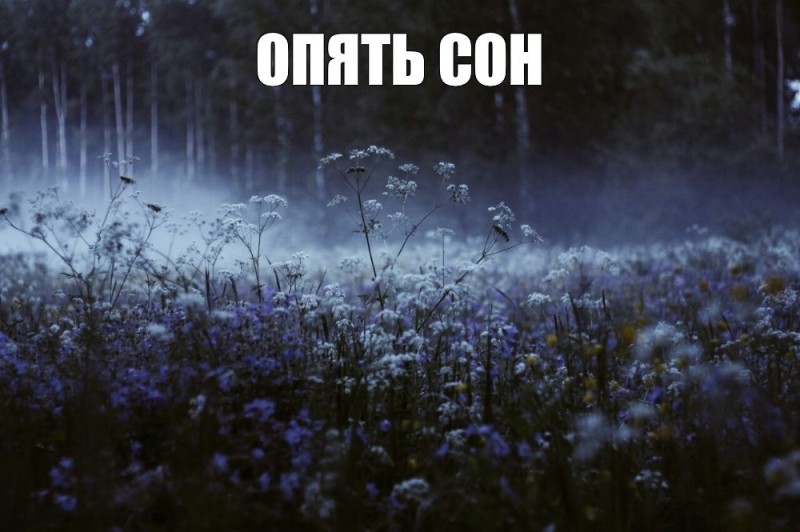 Create meme: a field of flowers in the fog, Flowers in the fog, meadow at night