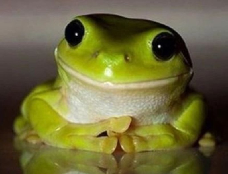 Создать мем: frog a, желтая лягушка, маленькая жаба