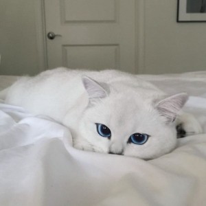 Create meme: cats, the most beautiful eyes, the most beautiful eyes in the world