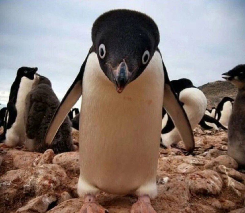 Create meme: penguins photos, funny penguins, funny penguins