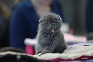 Создать мем: scottish fold, котики смешные, шотландская кошка