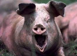 Create meme: the pig is beautiful, animals pig, pig boar