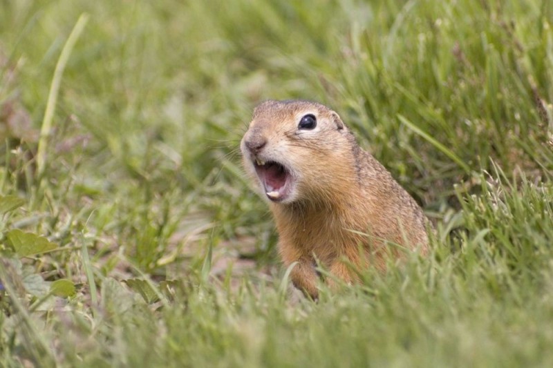 Create meme: gopher , The red-cheeked gopher, The evil gopher