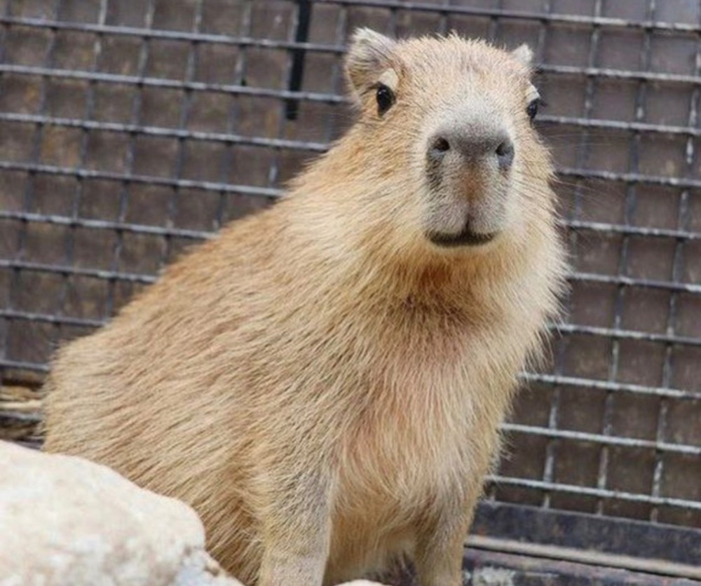 Капибара фото в зоопарке Create meme "capybaras in the Moscow zoo, rodent capybara, big capybara guinea p