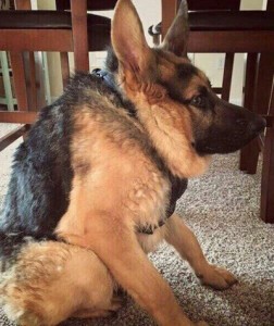 Create meme: shepherd German shepherd, German shepherd breed, shepherd Quasimodo