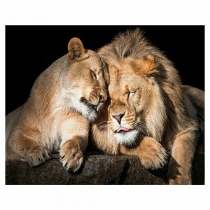 Создать мем: львы целуются фото, львы обнимаются, картинка лев и львица мой лев