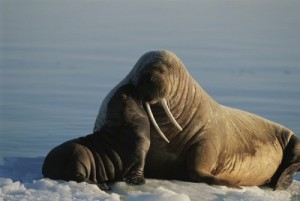 Create meme: Arctic, meme walrus, walrus