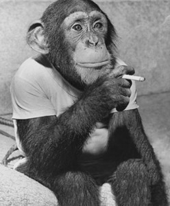 Create meme: funny monkey, chimp, Smoking monkey