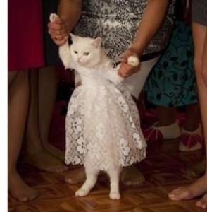 Create meme: cat, cat in a dress