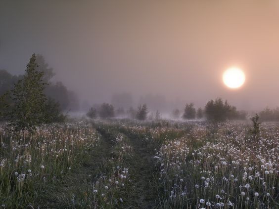 Create meme: polesie nature Belarus, dawn in a field, At dawn