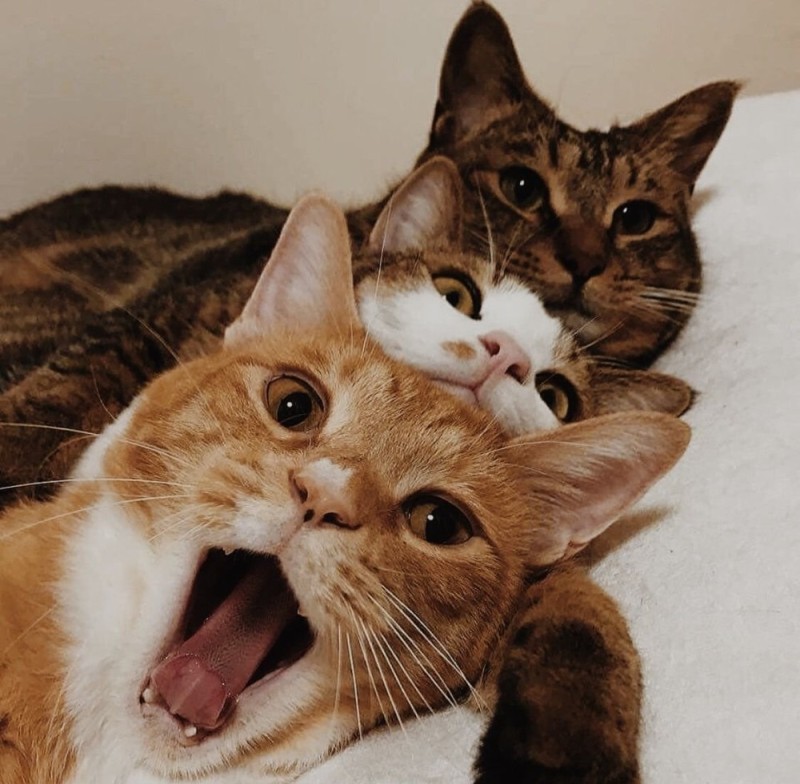 Create meme: three cats, cat , family cats