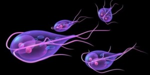 Создать мем: циста, giardia lamblia, лямблии это