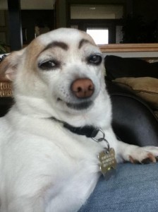 Создать мем: dog, eyebrow, мемы животные